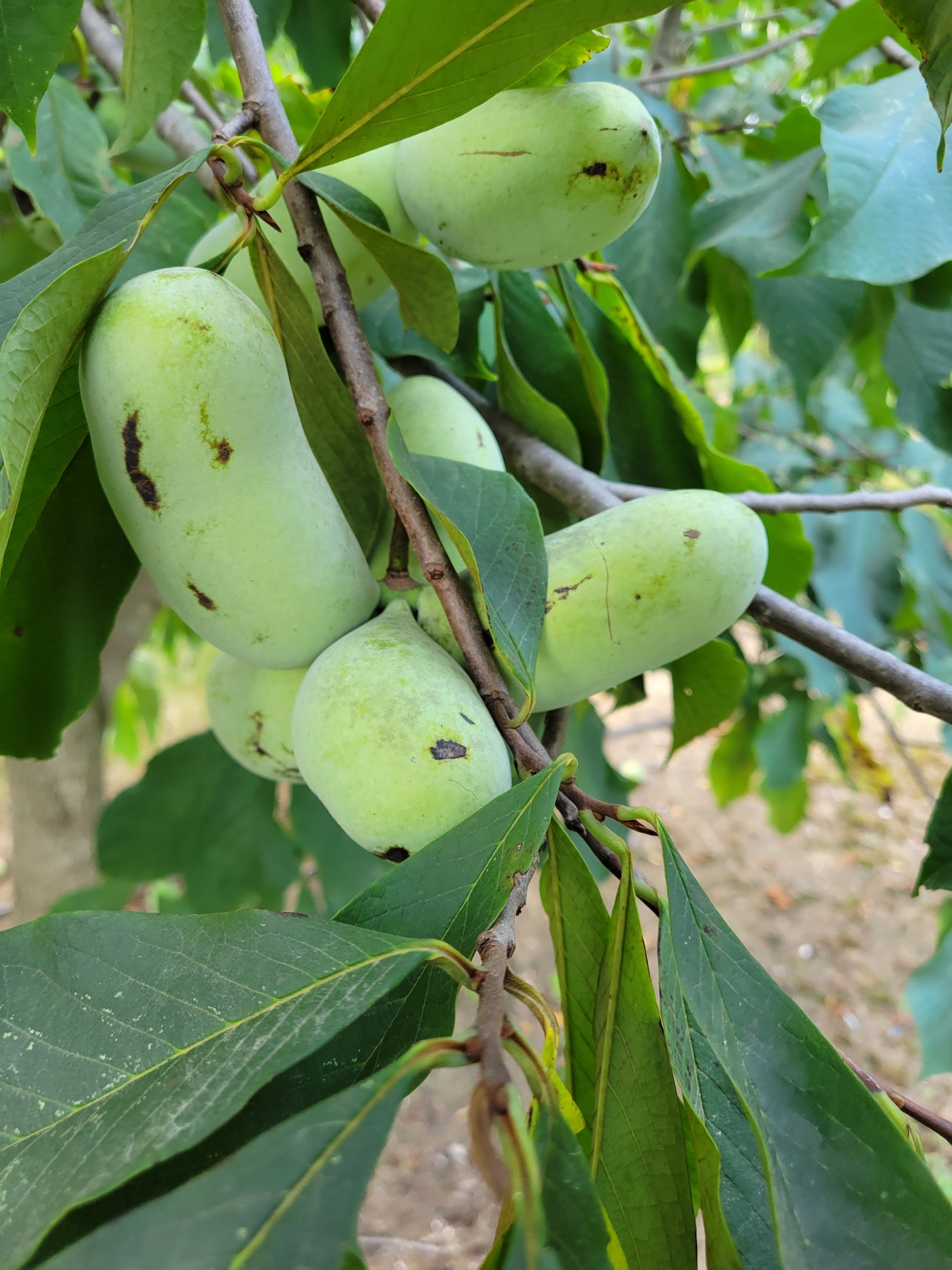 Fresh Michigan Pawpaw Fruit