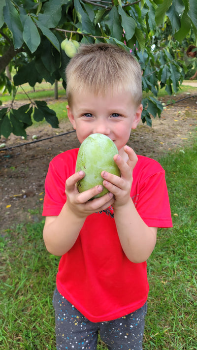 Fresh Michigan Pawpaw Fruit