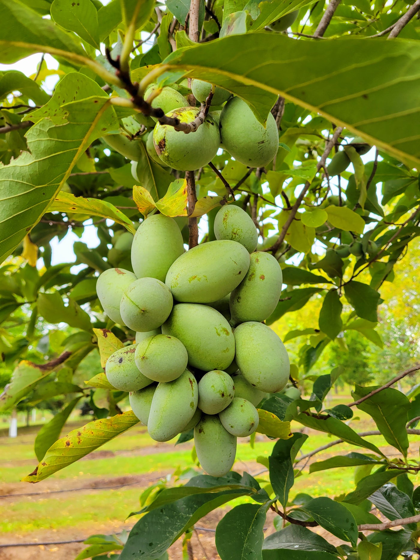 Fresh Michigan Pawpaw Fruit