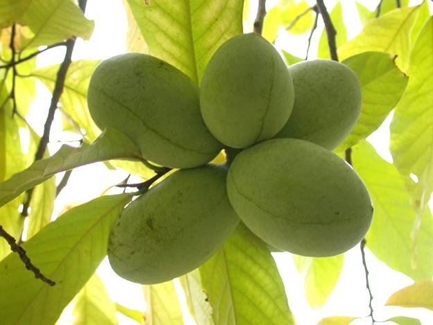 Fresh Michigan Pawpaw Fruit