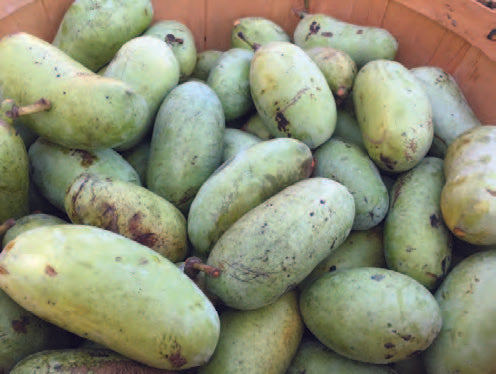 Fresh Michigan Pawpaw Fruit